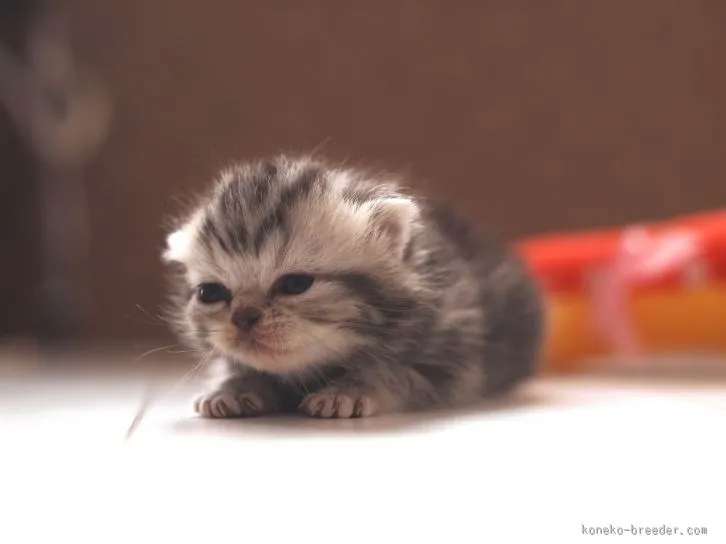 なお 様のお迎えした子猫