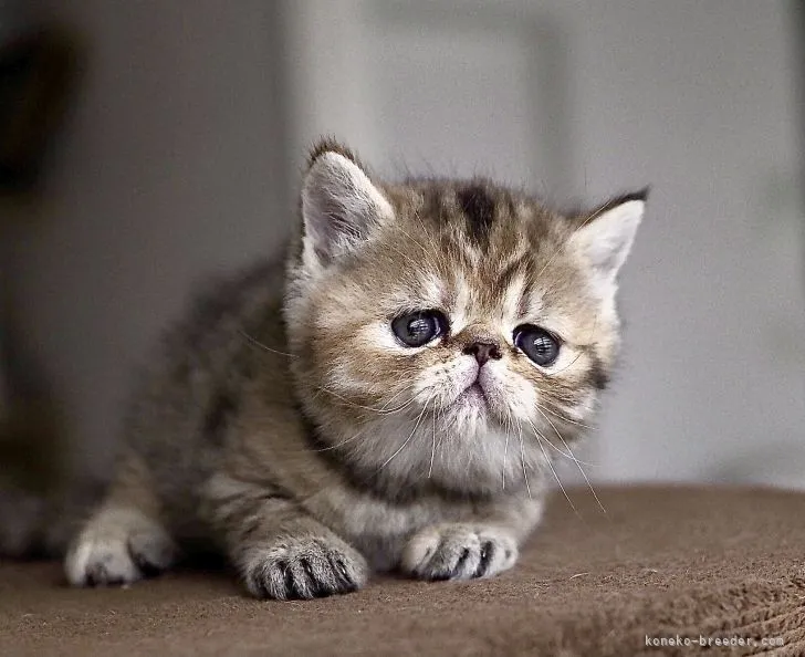 ID:2110-02109の子猫