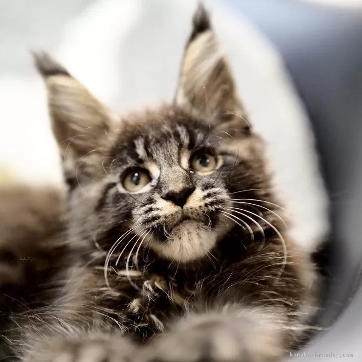 えりちゃん 様のお迎えした子猫