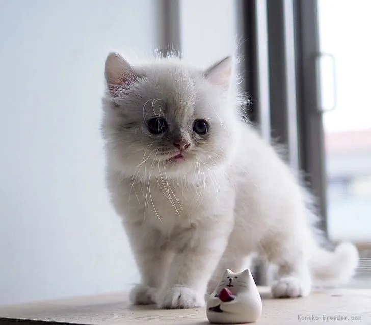 ID:2107-00015の子猫