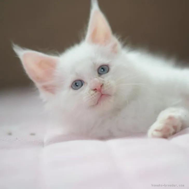 ID:2305-01303の子猫