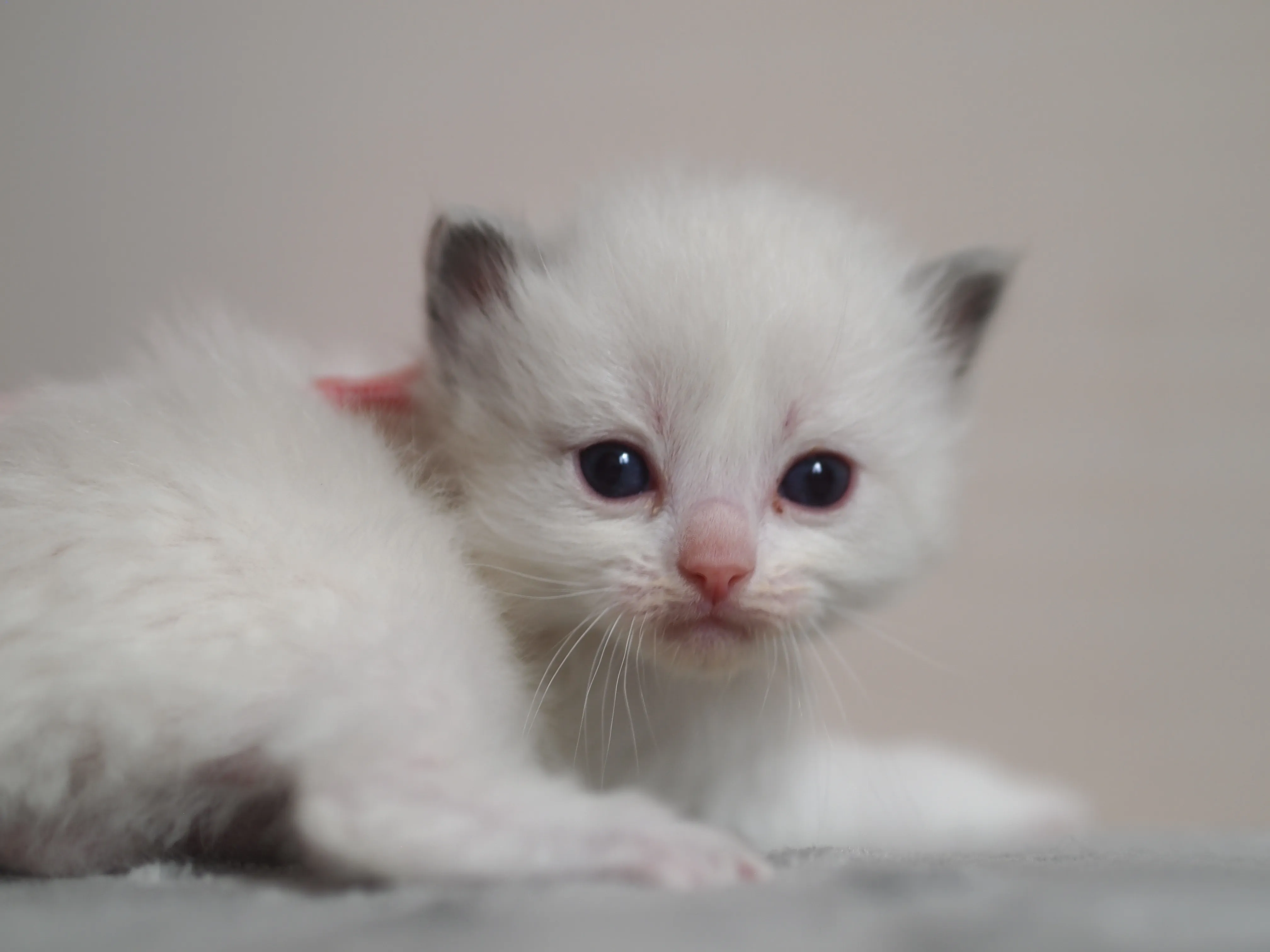 もん 様のお迎えした子猫