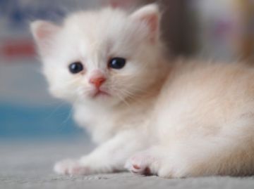 マンチカン【栃木県・男の子・2016年7月2日・カメオタビー（ロングヘアー）】の写真「綺麗なカメオの長足君です♪」