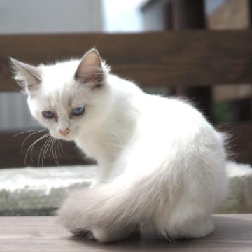 ラグドール【栃木県・男の子・2022年5月30日・ブルーポイントバイカラー】の写真「五頭兄妹です」