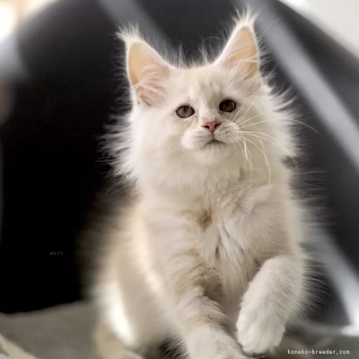 ID:2502-00541の子猫