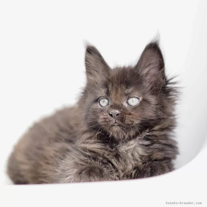 ID:2504-00569の子猫