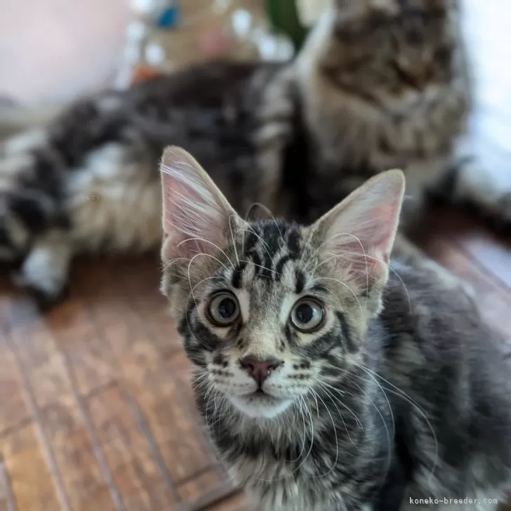 はる 様のお迎えした子猫