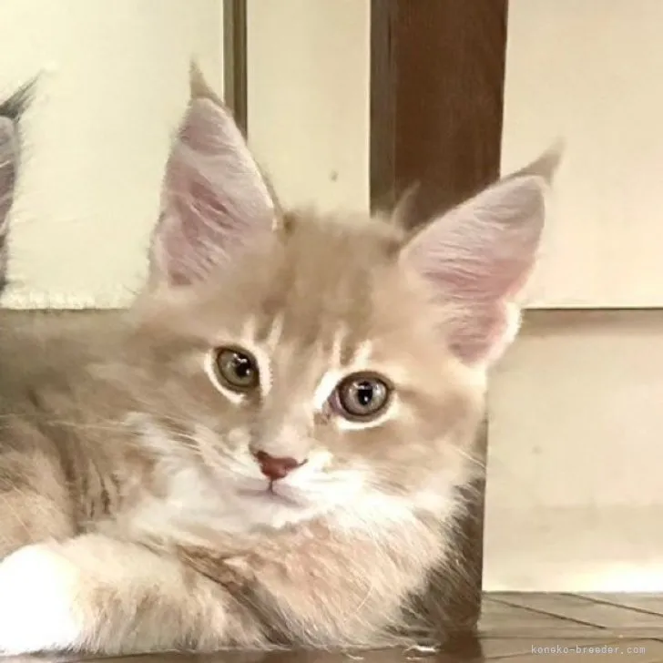 ID:2310-02919の子猫