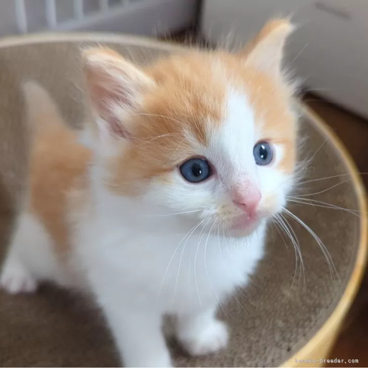 ID:2404-03043の子猫