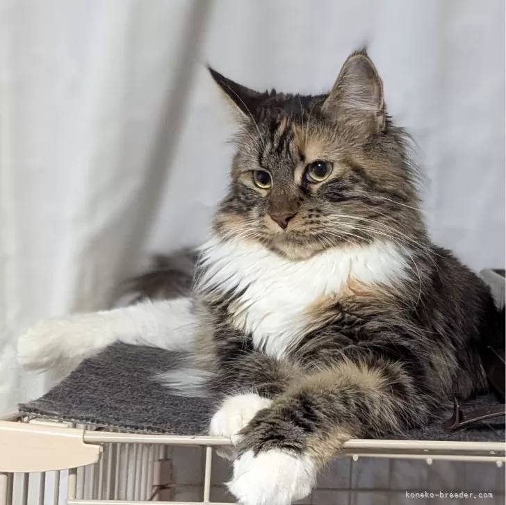 ID:2403-00779の子猫