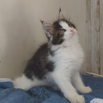 メインクーン【愛媛県・男の子・2025年9月1日・ブラウンタビー&ホワイト】の写真「ご見学当日お迎えOKです✨」