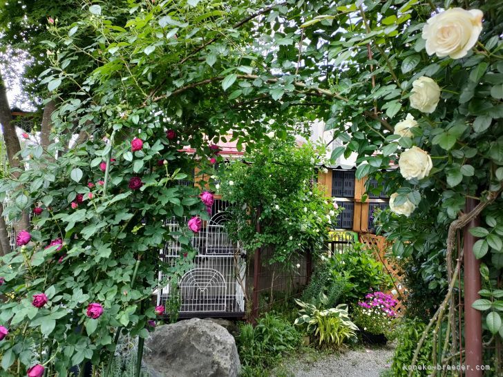 毎日中庭での草花の手入れ中に、親ネコが喋り会話が始まります｜熊田　貞子(くまだ　さだこ)ブリーダー(福島県・マンチカンなど・CFA/KCP登録)の紹介写真6