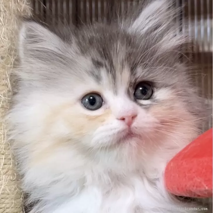 ID:2404-01265の子猫