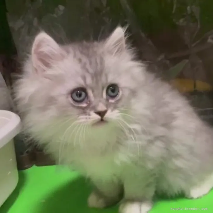 ID:2307-02770の子猫