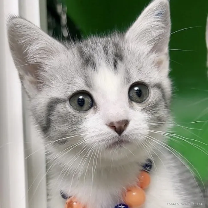 ID:2308-01849の子猫