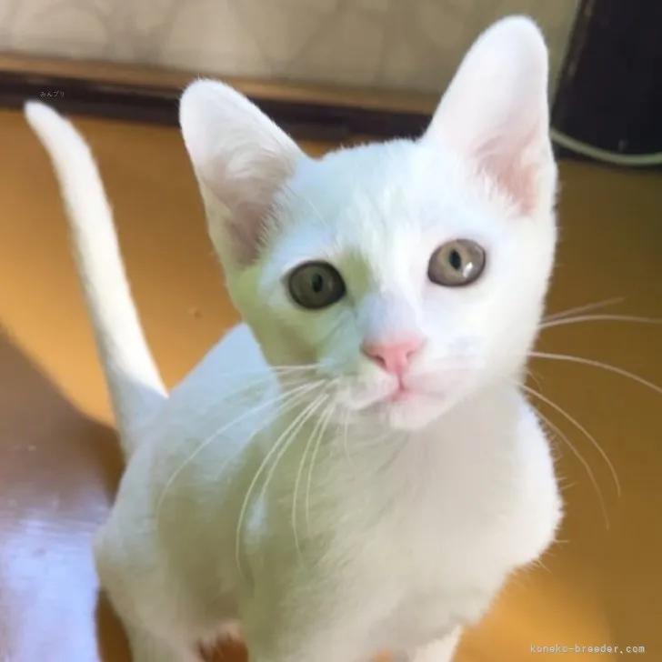 ID:2310-01130の子猫