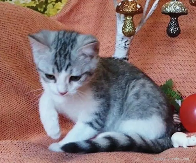 ID:1907-01522の子猫