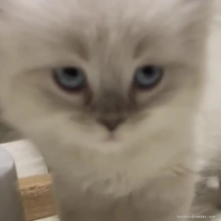 ID:2307-02771の子猫