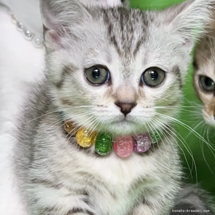 ID:2308-01845の子猫