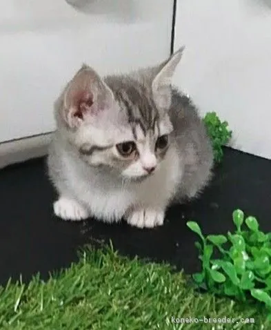 ID:2003-00061の子猫
