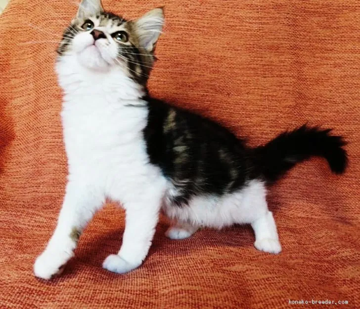 ID:1907-01515の子猫