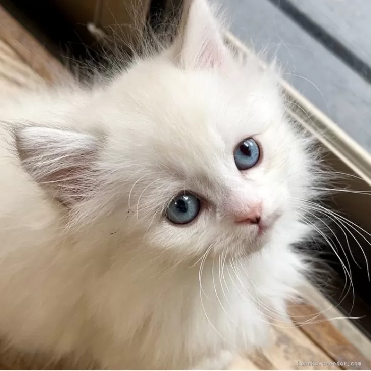 ID：2404-00098の子猫