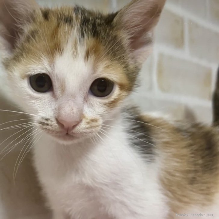 縁起の良い→愛玩者に【富や幸運・長寿をもたらす猫】 | カオマニー