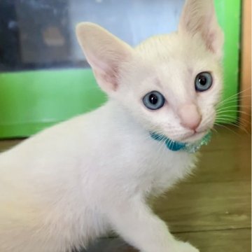 カオマニーの子猫を探す｜ブリーダー直販の子猫販売【みんなの子猫