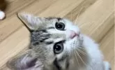 サイベリアン×マンチカン【福島県・男の子・2024年8月1日・ブラウンタビー&ホワイト】の写真4