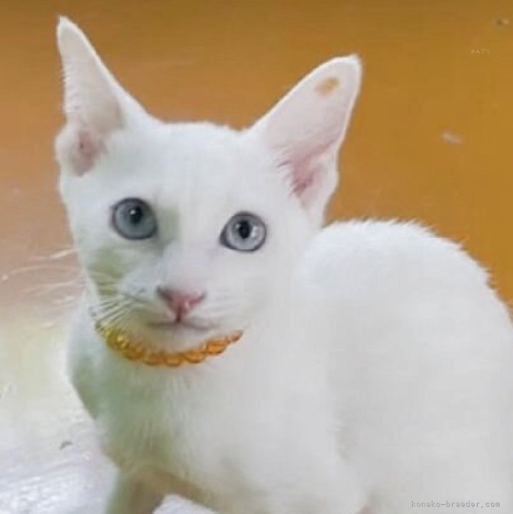 T.Y 様のお迎えした子猫