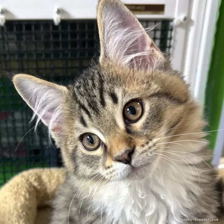 ID:2501-01995の子猫