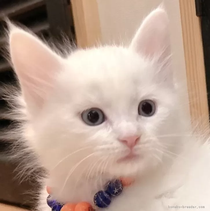 ID:2501-01988の子猫