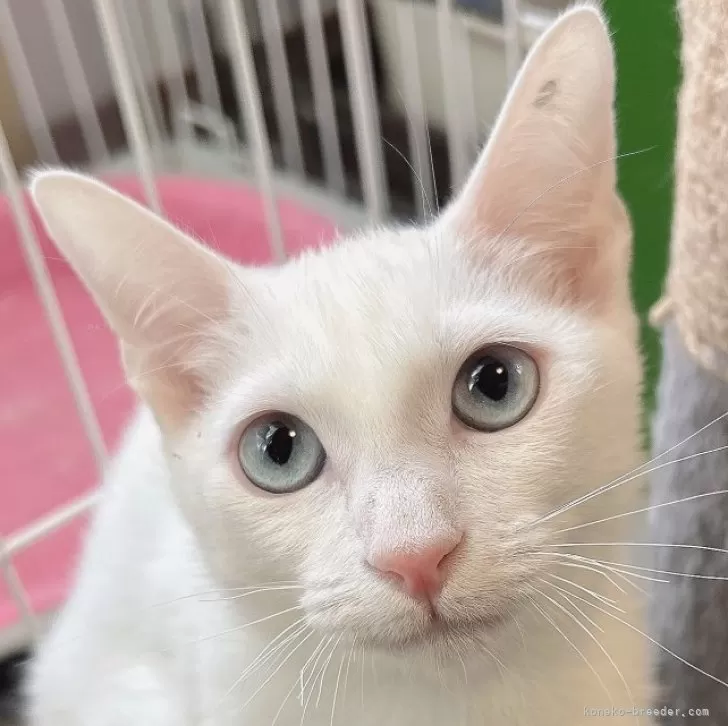 ID：2410-01835の子猫