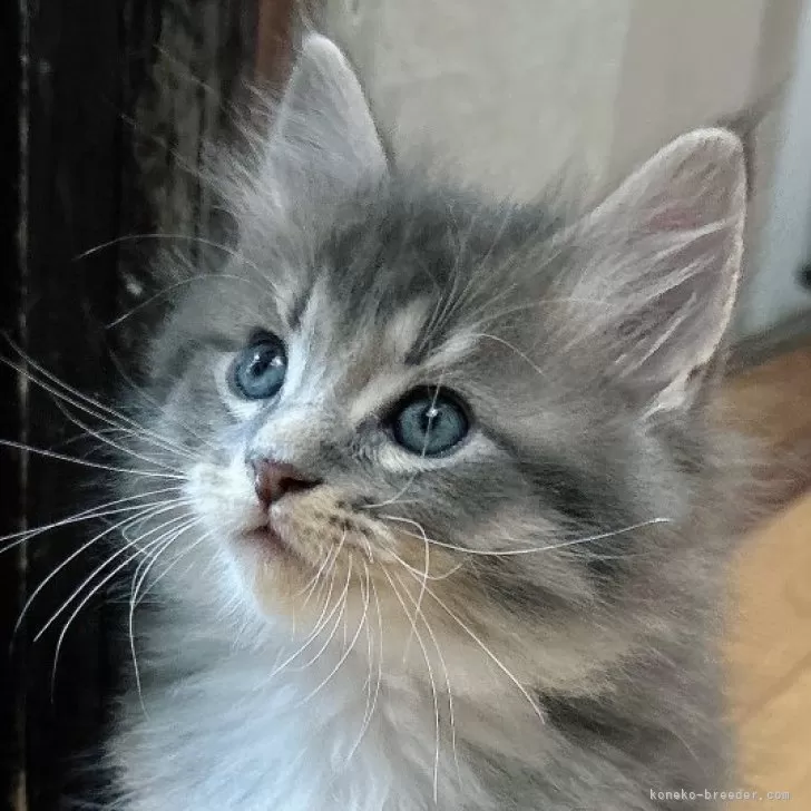 ID:2501-01222の子猫