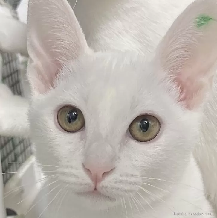 T.Y 様のお迎えした子猫