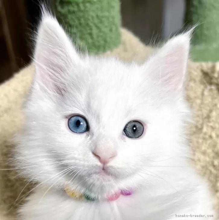 ID:2501-01971の子猫