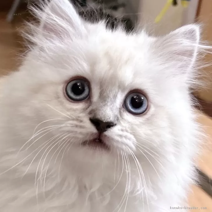 ID:2502-01090の子猫