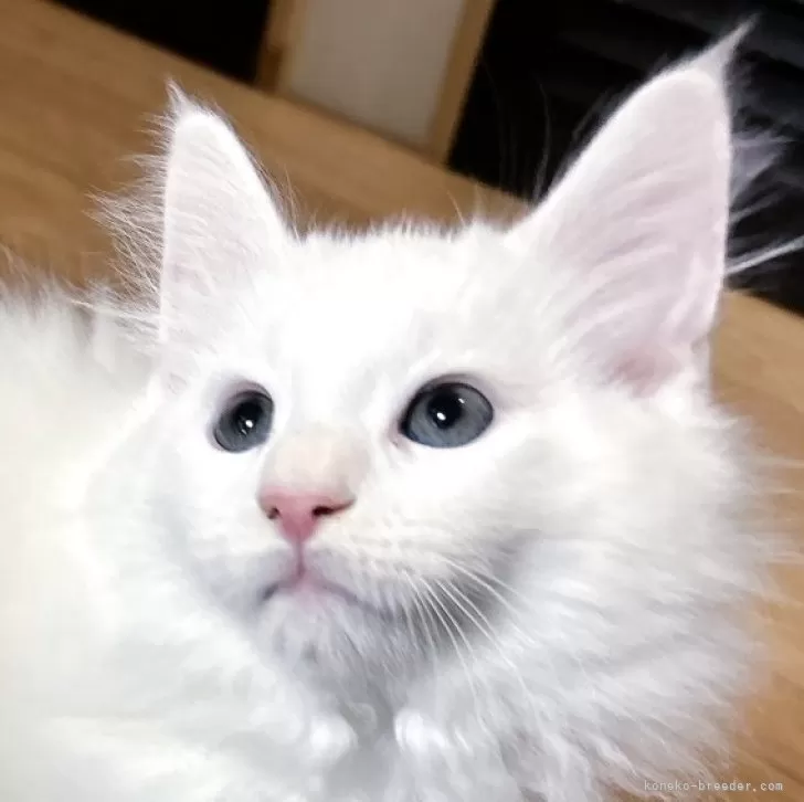 ID:2501-01226の子猫