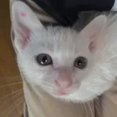 カオマニー
