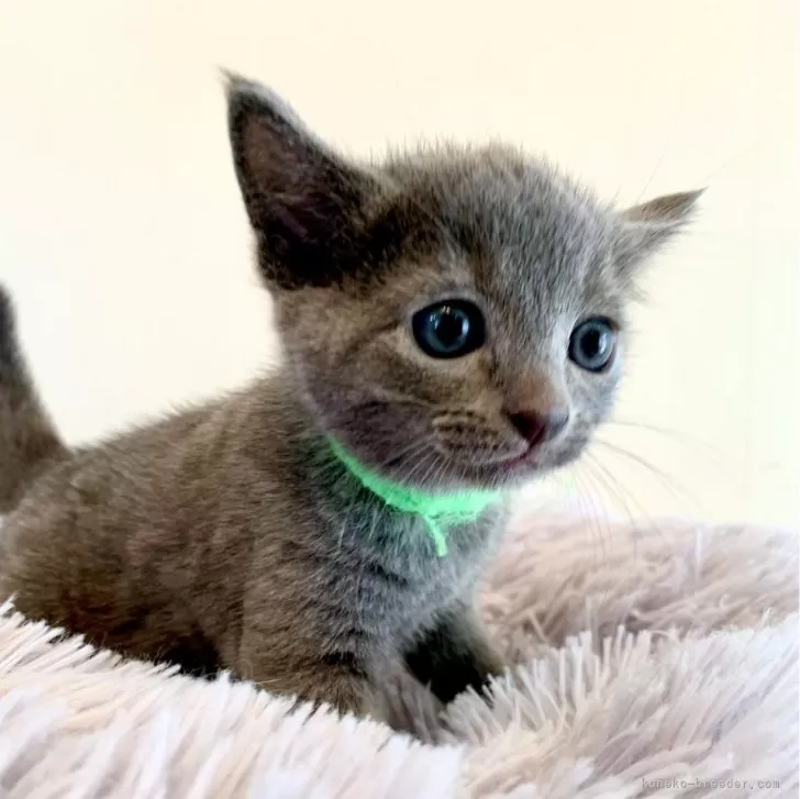 ID:2402-00981の子猫