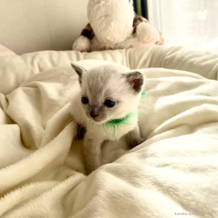 ID:2412-01468の子猫