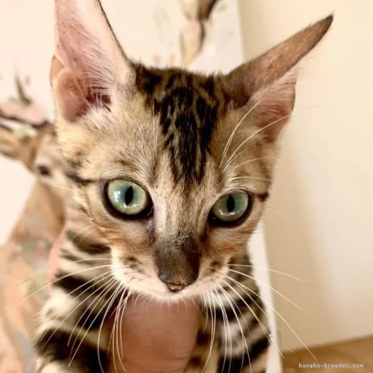 ID:2207-00161の子猫