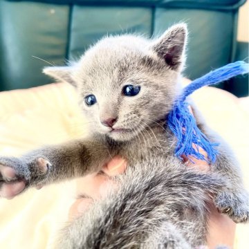 ロシアンブルー【東京都・男の子・2024年10月7日・ブルー】の写真「ママのおっぱい🍼を沢山飲んでスクスク成長中🐾😸💘🍀」