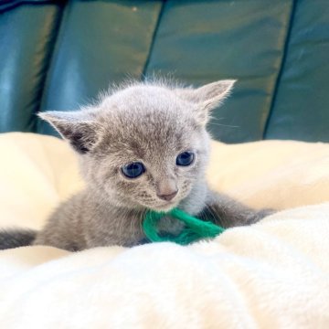 ロシアンブルー【東京都・男の子・2024年9月18日・ブルー】の写真「ママのおっぱい🍼を沢山飲んでスクスク成長中🐾😸💘🍀」