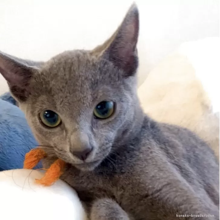ID:2504-02242の子猫