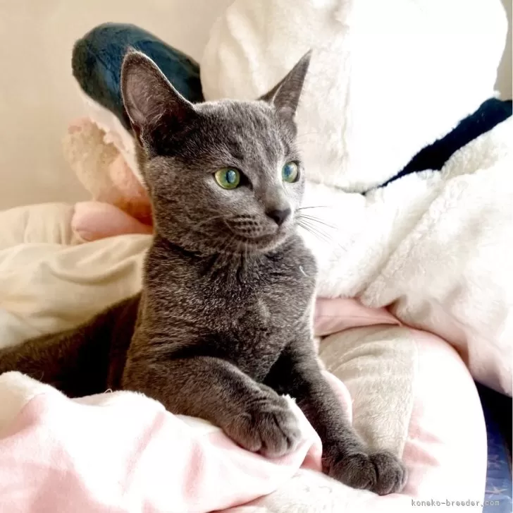 ID:2503-00157の子猫