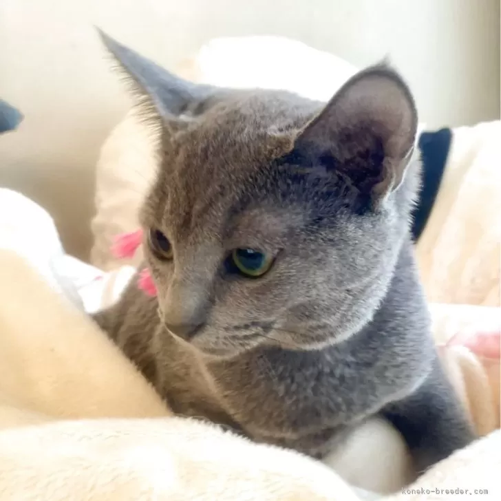 ID:2504-02246の子猫