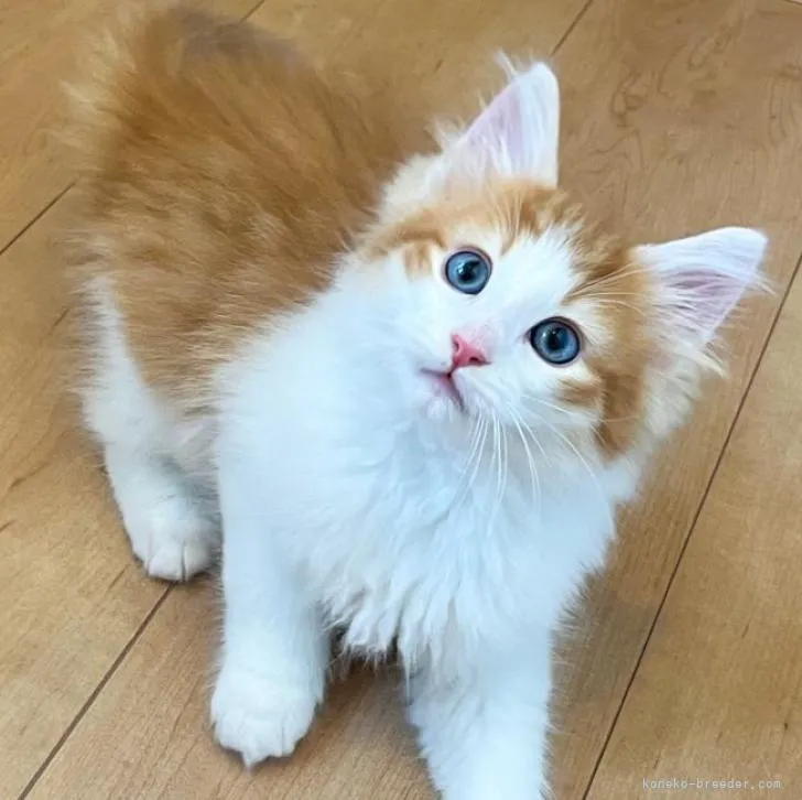 ID:2207-02329の子猫