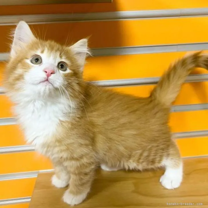 ID:2301-02062の子猫