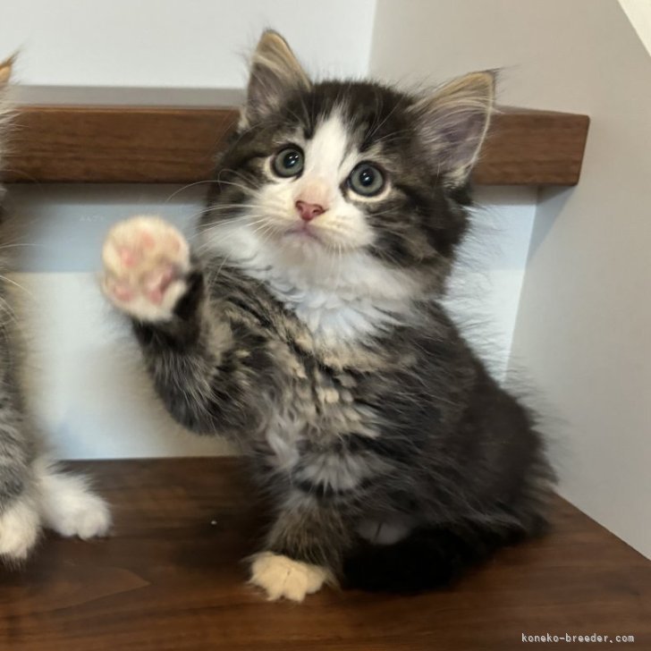 あきらん 様のお迎えした子猫